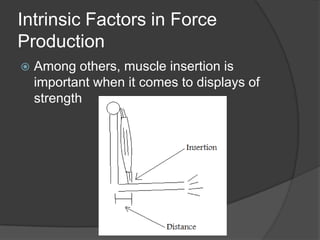 Intrinsic Factors in Force
Production
 Among others, muscle insertion is
important when it comes to displays of
strength
 