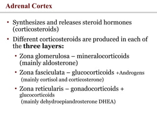 LECTURE 4 The Adrenal gland- Aldosterone.ppt