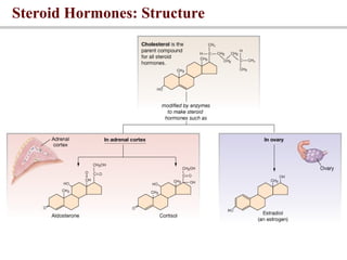 LECTURE 4 The Adrenal gland- Aldosterone.ppt