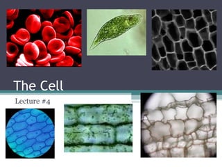 The Cell
Lecture #4
 