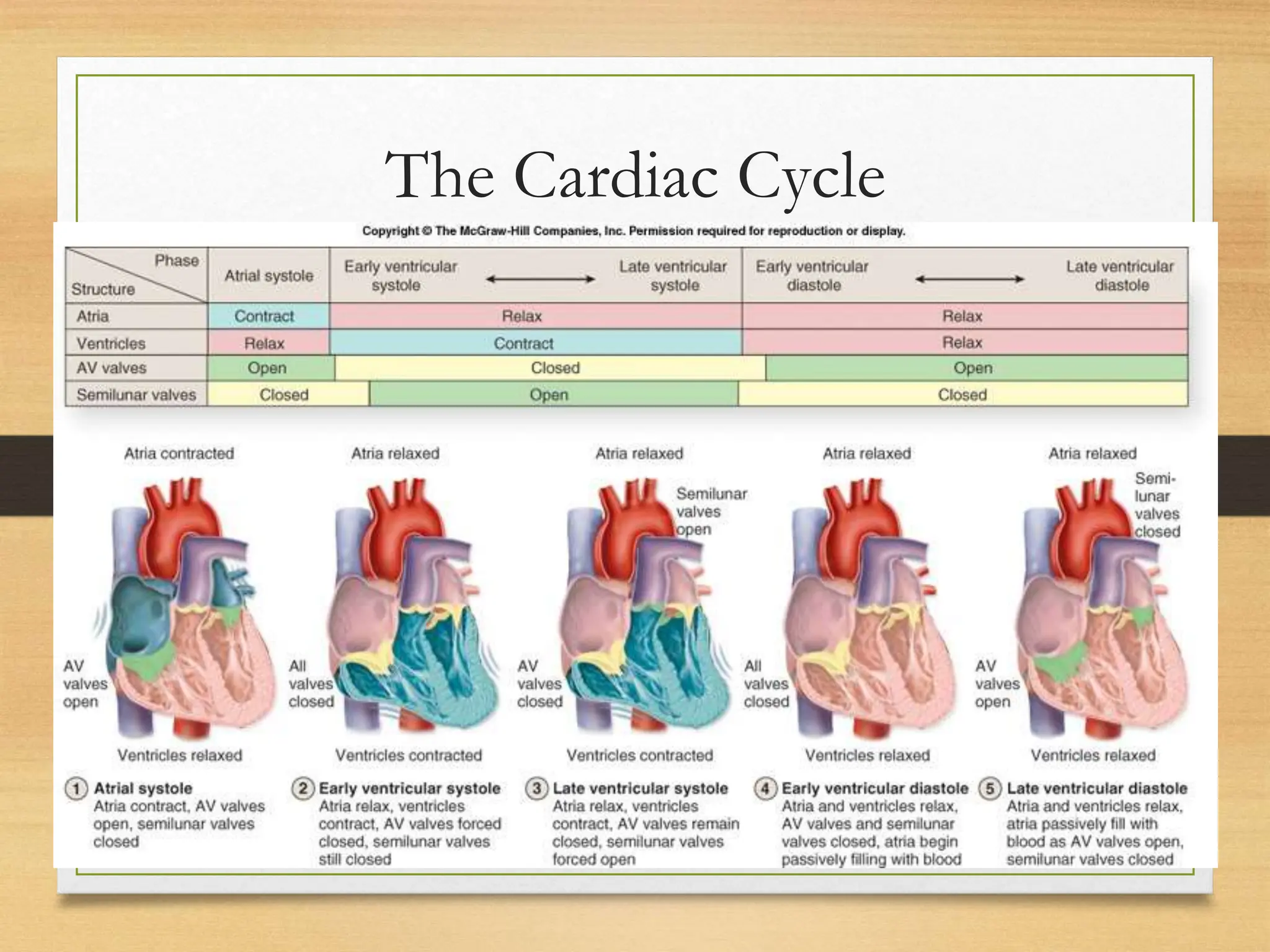 LECTURE 4_ The Conducting System of the Heart _ Blood Vessels.ppt