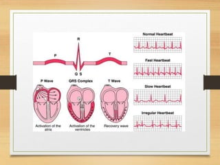 LECTURE 4_ The Conducting System of the Heart _ Blood Vessels.ppt