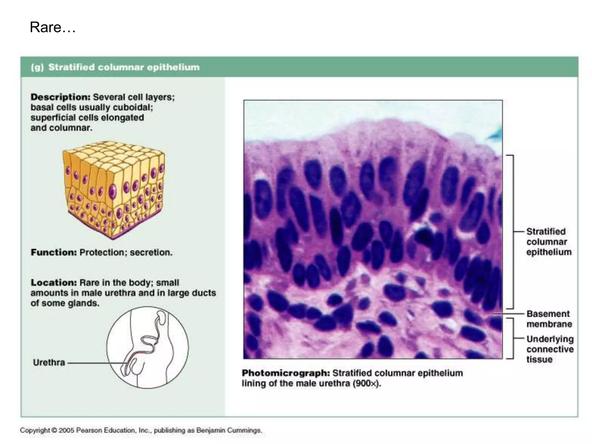 Types Of Tissue Quizlet - zkrxn5g