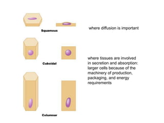 Structure of a Tissue,Functions and types of Tissue | PPT