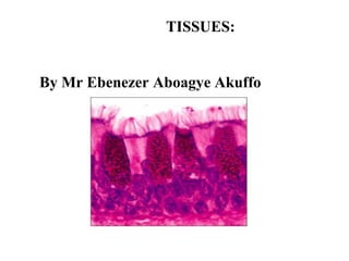 TISSUES:
By Mr Ebenezer Aboagye Akuffo
 
