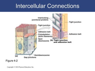 Lecture 4 tissue level of organization | PPTX