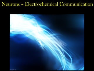 Neurons – Electrochemical Communication
 