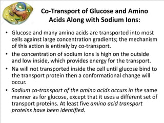 Lecture 4 (transport of substances through plasmallema)