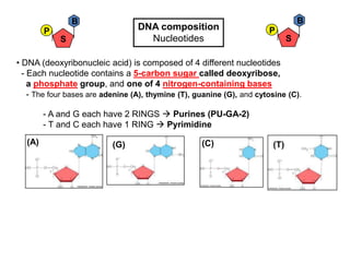 B                                                                 B
        P                         DNA composition                      P
            S                       Nucleotides                               S

• DNA (deoxyribonucleic acid) is composed of 4 different nucleotides
  - Each nucleotide contains a 5-carbon sugar called deoxyribose,
    a phosphate group, and one of 4 nitrogen-containing bases
    - The four bases are adenine (A), thymine (T), guanine (G), and cytosine (C).

        - A and G each have 2 RINGS  Purines (PU-GA-2)
        - T and C each have 1 RING  Pyrimidine

  (A)                      (G)                      (C)                 (T)
 