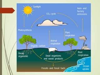 Functions Of Environment Lecture 5 0ppt Functions of ecosystem | PDF