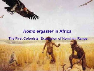 Homo ergaster in Africa
The First Colonists: Expansion of Hominim Range
 