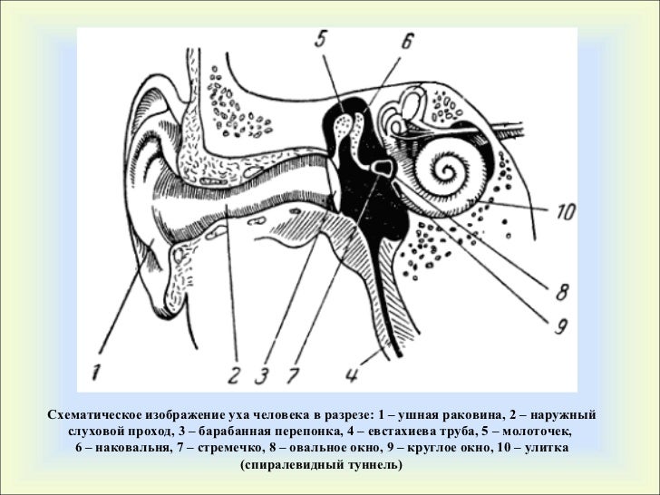 Лабораторная работа изучение строения органа слуха. Прохождение звука через ухо. Кодирование через ухо. Схема прохождения звука через преграды. Прохождение звука через ухо последовательность.