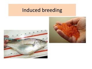 Induced breeding
 