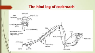 The hind leg of cockroach
 