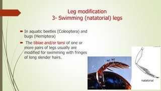 Leg modification
3- Swimming (natatorial) legs
 In aquatic beetles (Coleoptera) and
bugs (Hemiptera)
 The tibiae and/or tarsi of one or
more pairs of legs usually are
modified for swimming with fringes
of long slender hairs.
 