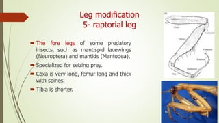Leg modification
5- raptorial leg
 The fore legs of some predatory
insects, such as mantispid lacewings
(Neuroptera) and mantids (Mantodea),
 Specialized for seizing prey.
 Coxa is very long, femur long and thick
with spines.
 Tibia is shorter.
 