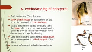 A. Prothoracic leg of honeybee
 Each prothoracic (Fore) leg has:
 Arow of stiff bristles on tibia forming an eye
brush for cleaning the compound eyes.
 At the distal end of tibia is a movable spine,
the velum which can close over a notch on the
tarsus to form an antena comb through which
the antenna is drawn for cleaning.
 Long bristles on the tarsus form a pollen brush
for removing pollen from the front part of the
body.
 In some references it called antenna cleaner.
 