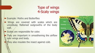 Type of wings
4-Scaly wings
 Example: Moths and Butterflies
 Wings are covered with scales which are
unicellular, flattened outgrowths of the body
wall.
 Scales are responsible for color.
 They are important in smoothening the airflow
over wings and body.
 They also insulate the insect against cold.
 