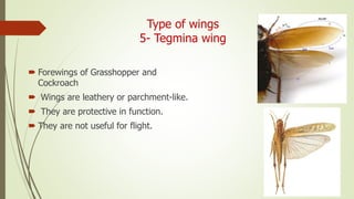 Type of wings
5- Tegmina wing
 Forewings of Grasshopper and
Cockroach
 Wings are leathery or parchment-like.
 They are protective in function.
 They are not useful for flight.
 