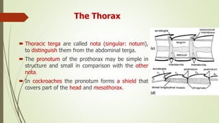 The Thorax
 Thoracic terga are called nota (singular: notum),
to distinguish them from the abdominal terga.
 The pronotum of the prothorax may be simple in
structure and small in comparison with the other
nota.
 In cockroaches the pronotum forms a shield that
covers part of the head and mesothorax.
 