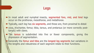 Legs
 In most adult and nymphal insects, segmented fore, mid, and hind legs
occur on the prothorax, mesothorax, and metathorax.
 Typically, each leg has six segments, and these are, from proximal to distal:
 coxa, trochanter, femur, tibia, tarsus, and pretarsus (or more correctly post-
tarsus) with claws.
 The tarsus is subdivided into five or fewer components, giving the
impression of segmentation.
 Generally the femur and tibia are the longest leg segments but variations in
the lengths and robustness of each segment relate to their functions.
 