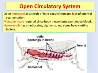 Open Circulatory System
Open hemocoel as a result of hard exoskeleton and lack of internal
segmentation.
Muscular heart required since body movements can’t move blood.
Hemolymph has amebocytes, pigments, and some have clotting
factors.
 