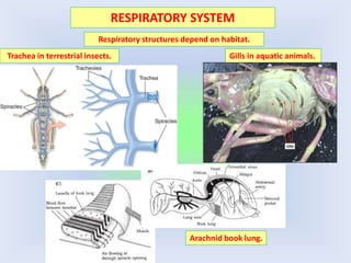 RESPIRATORY SYSTEM
Respiratory structures depend on habitat.
Gills in aquatic animals.
Arachnid book lung.
Trachea in terrestrial insects.
 