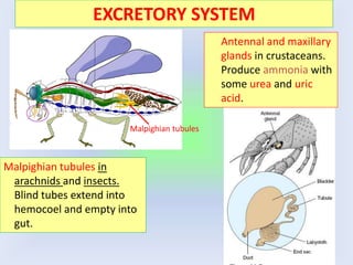 EXCRETORY SYSTEM
Malpighian tubules in
arachnids and insects.
Blind tubes extend into
hemocoel and empty into
gut.
Malpighian tubules
Antennal and maxillary
glands in crustaceans.
Produce ammonia with
some urea and uric
acid.
 