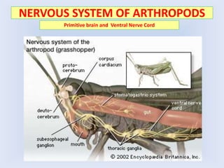 NERVOUS SYSTEM OF ARTHROPODS
Primitive brain and Ventral Nerve Cord
 