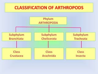 CLASSIFICATION OF ARTHROPODS
Phylum
ARTHROPODA
Subphylum
Branchiata
Subphylum
Chelicerata
Subphylum
Tracheata
Class
Crustacea
Class
Insecta
Class
Arachnida
 