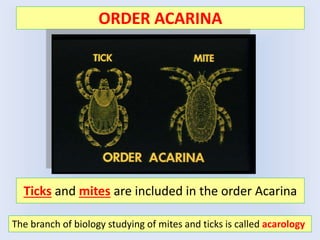 ORDER ACARINA
The branch of biology studying of mites and ticks is called acarology
Ticks and mites are included in the order Acarina
 