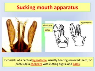 Sucking mouth apparatus
hypostome
It consists of a central hypostome, usually bearing recurved teeth, on
each side a chelicera with cutting digits, and palps.
chelicera
palps
 