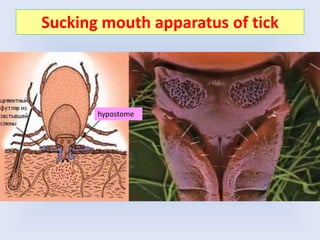 Sucking mouth apparatus of tick
hypostome
 