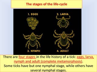 21
There are four stages in the life history of a tick: eggs, larva,
nymph and adult (complete metamorphosis).
Some ticks have but one nymphal stage, while others have
several nymphal stages.
The stages of the life-cycle
 