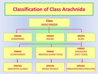 Classification of Class Arachnida
Class
ARACHNIDA
ORDER
SCORPIONES
ORDER
ARANEI
ORDER
ACARI
FAMILY
IXODIDEA (HARD TICKS)
FAMILY
ACARIFORMES
FAMILY
ARGAZIDEA
(SOFT TICKS)
SPECIES
SARCOPTES SCABIEI
SPECIES
IXODES RICINUS
SPECIES
ORNITHODOROS PAPILLIPES
 