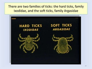 24
There are two families of ticks: the hard ticks, family
Ixodidae, and the soft ticks, family Argasidae
 
