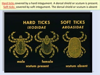 25
Hard ticks covered by a hard integument. A dorsal shield or scutum is present.
Soft ticks covered by soft integument. The dorsal shield or scutum is absent
 