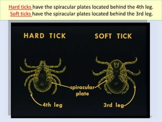26
Hard ticks have the spiracular plates located behind the 4th leg.
Soft ticks have the spiracular plates located behind the 3rd leg.
 
