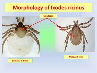 Morphology of Ixodes ricinus
Female, 3-4 mm
Male, 2,5 mm
Scutum
 