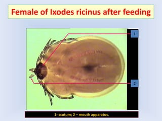 Female of Ixodes ricinus after feeding
1
2
1- scutum; 2 – mouth apparatus.
 