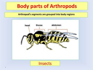 Insects
3
Body parts of Arthropods
Arthropod’s segments are grouped into body regions
 