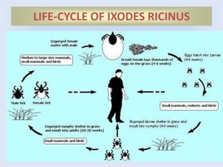 LIFE-CYCLE OF IXODES RICINUS
 