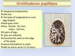 Ornithodoros papillipes
 temporary ectoparasite;
soft tick;
 the body of longitudinal or oval,
egg-shaped;
dark-grey color;
Size : female - 8,2 mm,
male— 5,8 mm;
4 pairs of legs;
 eyes are reduced;
characteristic welt on the edge
of the body;
sexual dimorphism is weak;
able to starve up to 11-13 years;
 