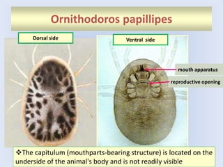 Ornithodoros papillipes
mouth apparatus
reproductive opening
Dorsal side Ventral side
The capitulum (mouthparts-bearing structure) is located on the
underside of the animal's body and is not readily visible
 