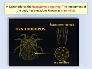 36
In Ornithodoros the hypostome is toothed. The integument of
the body has elevations known as mammillae
 