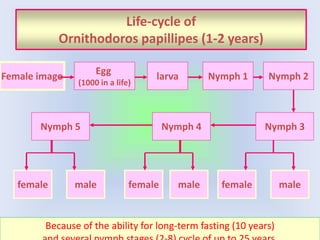 Life-cycle of
Ornithodoros papillipes (1-2 years)
Female imago
Egg
(1000 in a life)
larva Nymph 1 Nymph 2
Nymph 3
Nymph 4
female male
Nymph 5
female
female male
male
Because of the ability for long-term fasting (10 years)
 