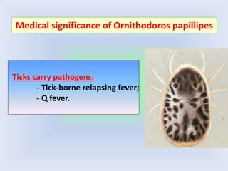 Ticks carry pathogens:
- Tick-borne relapsing fever;
- Q fever.
Medical significance of Ornithodoros papillipes
 