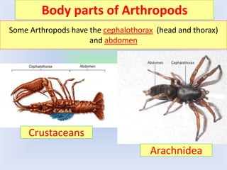 Body parts of Arthropods
Some Arthropods have the cephalothorax (head and thorax)
and abdomen
Crustaceans
Arachnidea
 