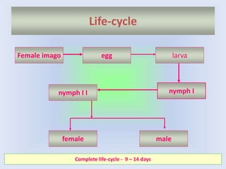 Life-cycle
Female imago
male
female
nymph I I
larva
nymph I
egg
Complete life-cycle - 9 – 14 days
 