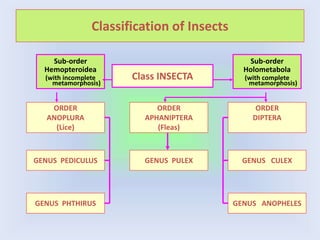 Classification of Insects
Class INSECTA
ORDER
ANOPLURA
(Lice)
GENUS PULEX
GENUS PEDICULUS
ORDER
APHANIPTERA
(Fleas)
ORDER
DIPTERA
GENUS PHTHIRUS
GENUS CULEX
GENUS ANOPHELES
Sub-order
Hemopteroidea
(with incomplete
metamorphosis)
Sub-order
Holometabola
(with complete
metamorphosis)
 